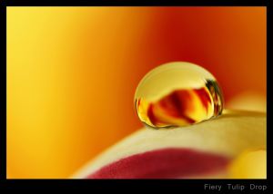 Fiery Tulip Drop.jpg
